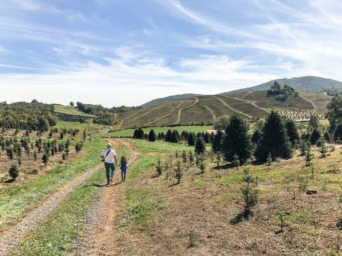 Why We Buy a Real Christmas Tree Every Year | blesserhouse.com - 4 big reasons to buy a real Christmas tree from a lot, farm, or hardware store. #ItsChristmasKeepItReal #ad #christmastree 