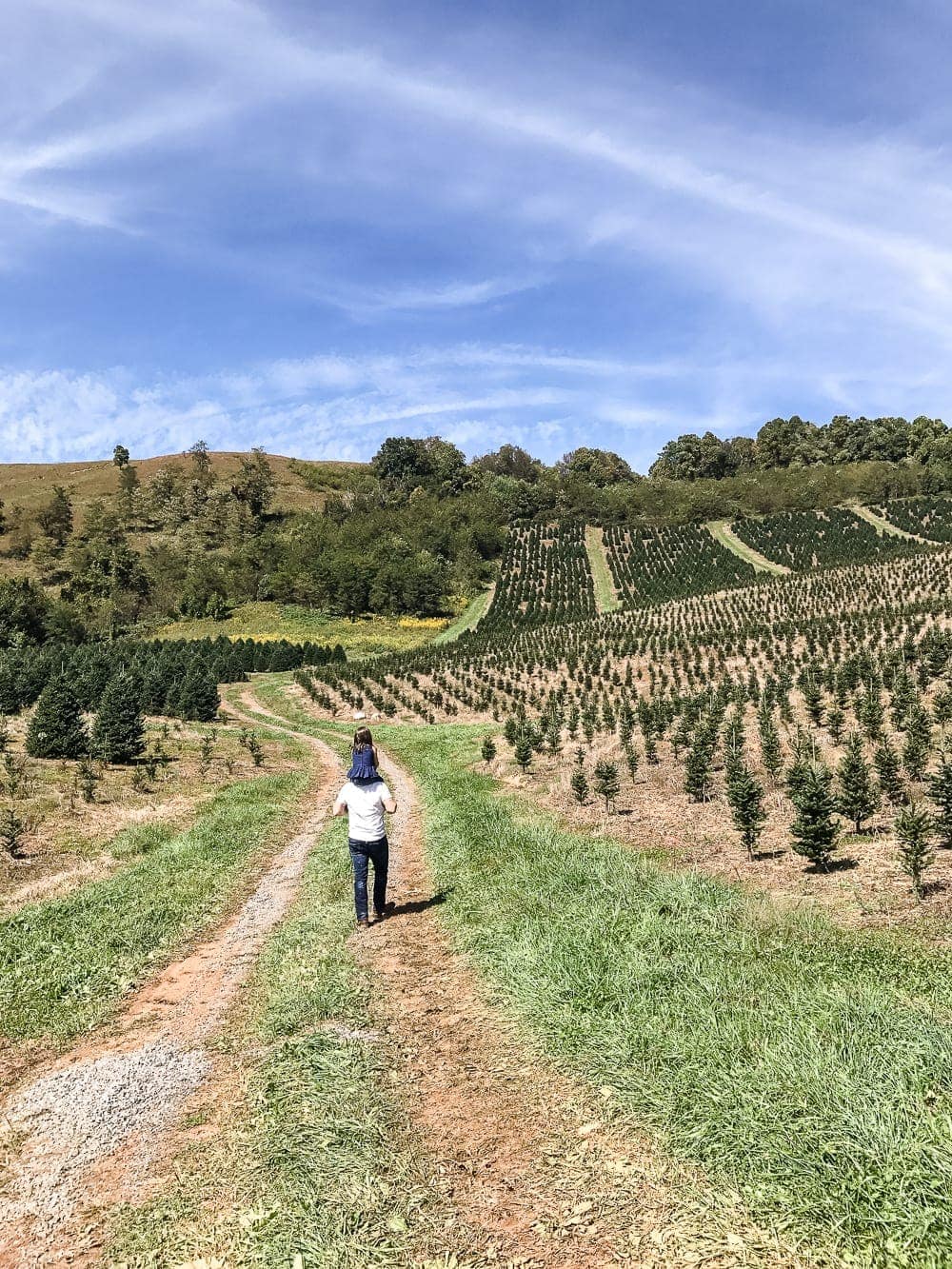 Why We Buy a Real Christmas Tree Every Year | blesserhouse.com - 4 big reasons to buy a real Christmas tree from a lot, farm, or hardware store. #ItsChristmasKeepItReal #ad #christmastree 