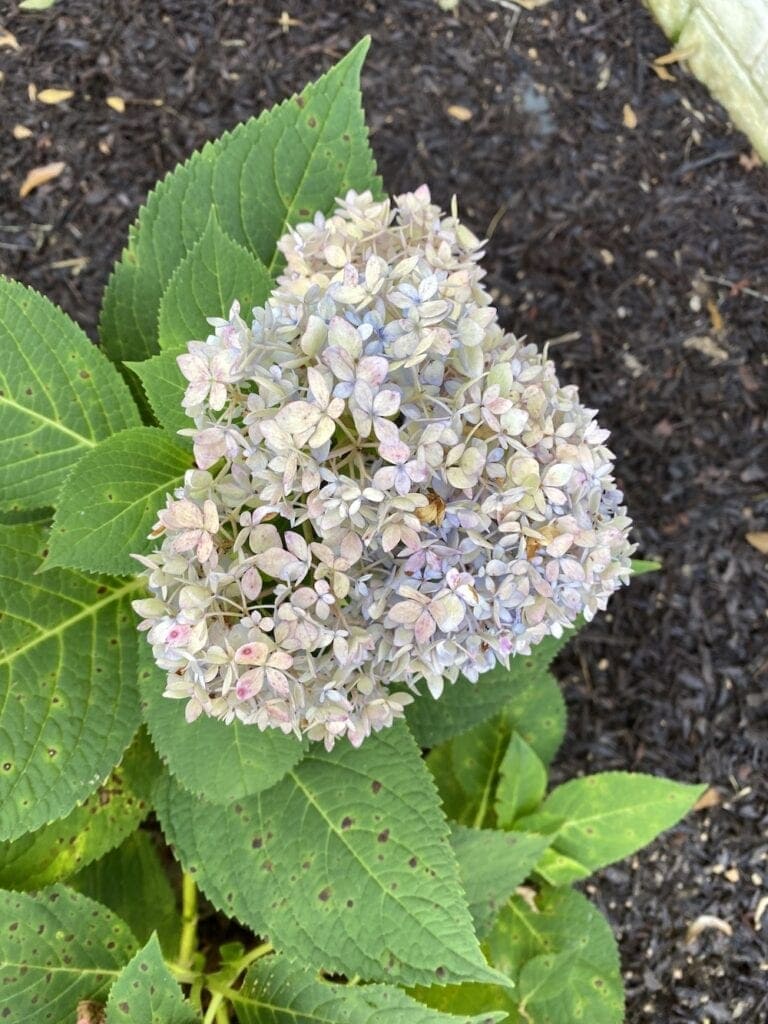 How to Dry Hydrangeas for Fall Decor Bless'er House