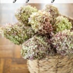 how to dry hydrangea for fall decor