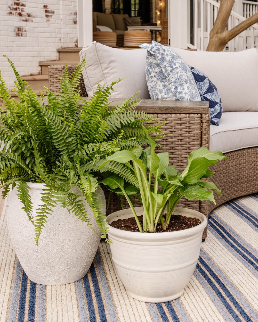 white planters with ferns and hostas
